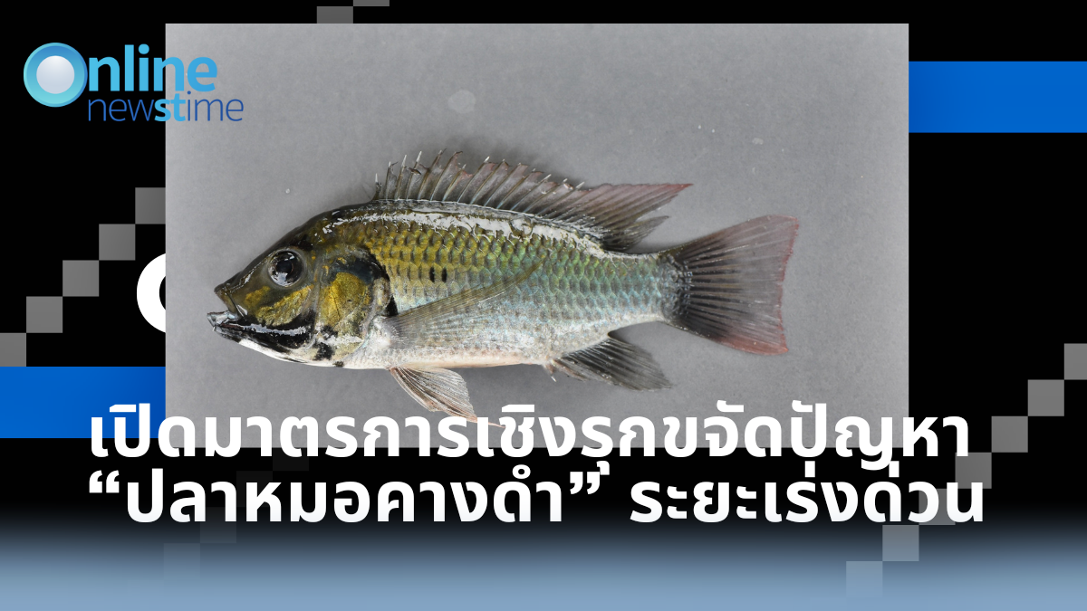 Blackchin tilapia